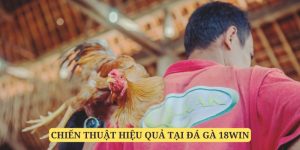 Học hỏi các chiến thuật từ các nài gà dày dặn kinh nghiệm