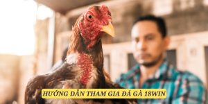 Hội viên có thể dễ dàng tham gia đá gà 18Win qua các bước đơn giản