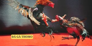 Thomo vẫn luôn là cái tên chất lượng hàng đầu thị trường hiện nay